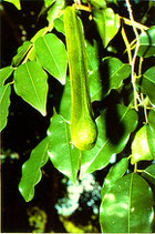 1233 MANILLA - ELEMI 11 ML