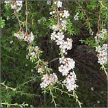 1397 KANUKA 11 ML