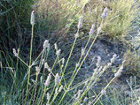 1214 LAVENDEL SPIJK 11 ML