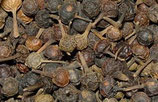 1282 STAARTPEPER 11 ML