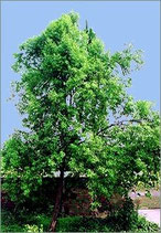1313 SANDELHOUT INDISCH 5 ML