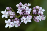 1366 VALERIAAN 2,5 ML