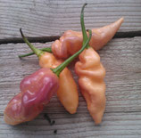 Bhut Jolokia Salmon (ORDINE COMPLESSIVO MINIMO 4 PIANTE)