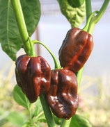 Habanero Chocolate (ORDINE COMPLESSIVO MINIMO 4 PIANTE)