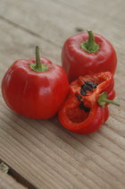 Rocoto Red (ORDINE COMPLESSIVO MINIMO 4 PIANTE)