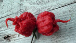 Carolina reaper (ORDINE COMPLESSIVO MINIMO 4 PIANTE)