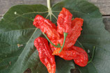 Naga Morich (ORDINE COMPLESSIVO MINIMO 4 PIANTE)