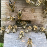 Carnica Bienenvolk