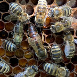 Carnica Königin Belegstelle