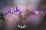 Fine Art Print, ohne Signatur, Hahnemühle Fine Art