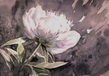 White peony flower