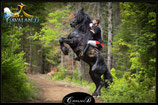 Cours de dressage (Haute École)