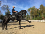 Éleveurs, pour vos futurs poulains: 1 Saillie de l'étalon Renoir des Laurentides pour juments Frisons, ibériques ou gypsy. Semence congelée, réserve Cavaland chez Novacryo.