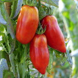 Tomate « Cornues des andes » rouge bio