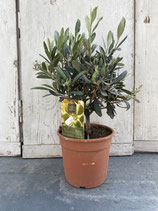 Olivenbaum Hochstamm Höhe ca. 40cm