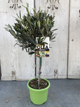 Olivenbaum Hochstamm Höhe ca. 60cm