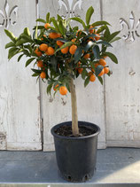 Kumquat Hochstamm Höhe ca. 75cm