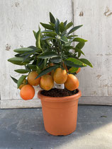 Calamondinorange Hochstamm Höhe ca. 40cm