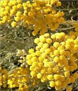 野生苞葉永久花 Wild Growth Helichrysum (Immortella), bracteiferum Essential Oil