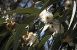 有機藍膠尤加利純露 Organic Eucalyptus Hydrosol