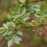 野生沉香籽精油 Wild Growth Linaloe Berry Essential Oil