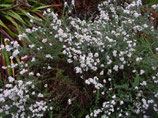 野生岬角雪灌木精油Wild Growth Cape Snowbush Essential Oil