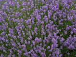 有機高地薰衣草精油 Organic Lavender Highland Essential Oil