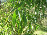 有機澳洲尤加利精油Organic Eucalyptus Radiata Essential Oil