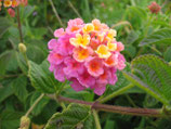 野生馬櫻丹精油Wild Growth Lantana Essential Oil