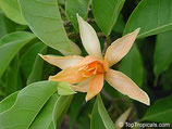 野生黃玉蘭純露 Wild Growth Champaca hydrosol