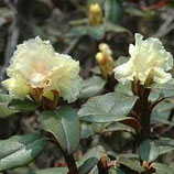 有機髯花杜鵑精油Organic Rhododendron Essential Oil