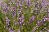 Organic Lavender Matherone Essential Oil