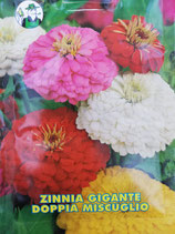 BUSTA ZINNIA GIGANTE