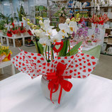 02 ORCHIDEA CON CONFEZIONE SAN VALENTINO