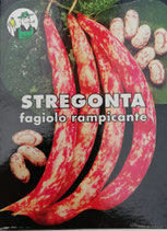 SCATOLA 250 g FAGIOLO STREGONTA RAMPICANTE