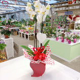 02 ORCHIDEA CON VASO A CUORE ROSSO