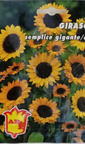 BUSTA GIRASOLE GIGANTE SEMPLICE