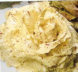 CICORIA DI CASTELFRANCO TARDIVA