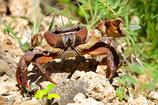 Cardisoma carnifex - crabe géant d'Indonésie (couple)