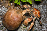Crabe de cocotier (Birgus Latro) 600/1200€