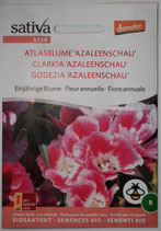 Atlasblume "Azaleenschau"- Einjährige Blume