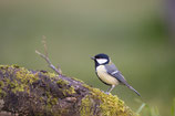 À l’Affût des oiseaux : Semaine 34 | Treffpunkt Vogelbad: KW 34