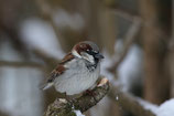 All-Day Birds : Semaine 33 | KW 33