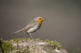 À l’Affût des oiseaux : Semaine 27 | Treffpunkt Vogelbad: KW 27