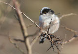 Late Birds : Semaine 42 | KW 42