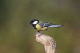 À l’Affût des oiseaux : Semaine 25 | Treffpunkt Vogelbad: KW 25