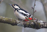 All-Day Birds : Semaine 35 | KW 35