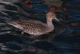 Late Birds : Semaine 30 | KW 30