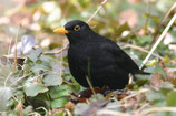 Early Birds : Semaine 30 | KW 30