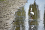 Late Birds : Semaine 34 | KW 34